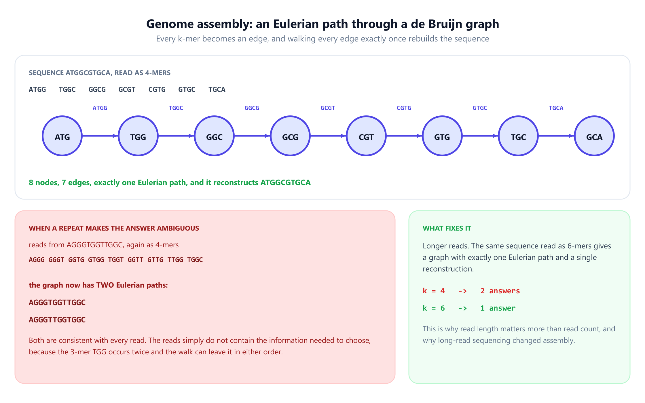 A de Bruijn graph built from the sequence ATGGCGTGCA read as seven 4-mers, giving eight nodes and seven edges with exactly one Eulerian path that reconstructs the original sequence. Below it, a second example built from AGGGTGGTTGGC as nine 4-mers produces a graph with two Eulerian paths, spelling AGGGTGGTTGGC and AGGGTTGGTGGC, both consistent with every read because the 3-mer TGG occurs twice and the walk can leave it in either order. A final panel shows that reading the same sequence as 6-mers gives exactly one reconstruction, so k equals 4 gives two answers and k equals 6 gives one.