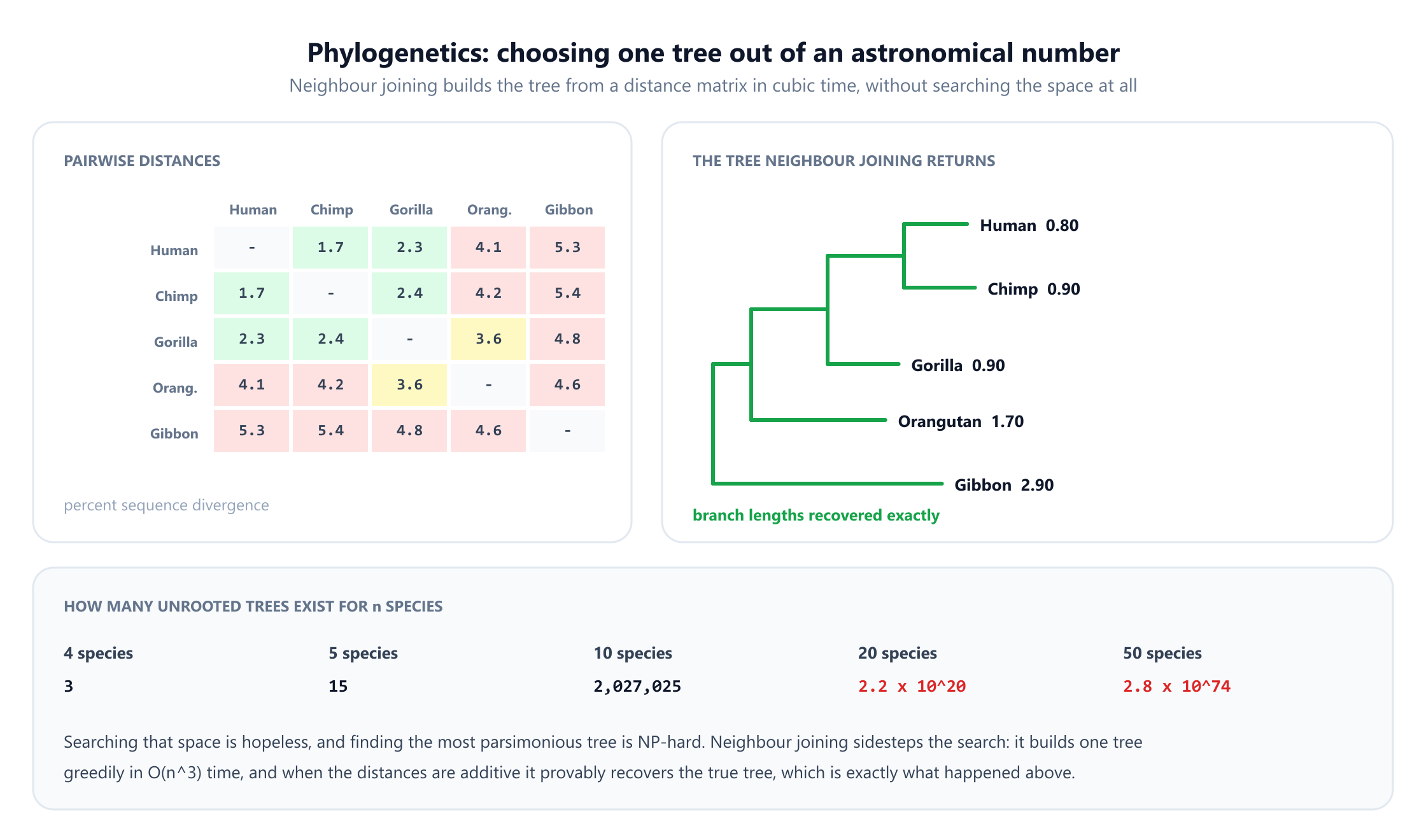A pairwise distance matrix of percent sequence divergence for five primates: human, chimp, gorilla, orangutan and gibbon. Beside it the tree returned by neighbour joining, which first joins orangutan at 1.70 with gibbon at 2.90, then human at 0.80 with chimp at 0.90, then gorilla at 0.90 with the orangutan and gibbon group at 1.00, recovering every branch length exactly. A third panel counts the unrooted trees on n species: 3 for four species, 15 for five, about 2 million for ten, 2.2 times ten to the twentieth for twenty and 2.8 times ten to the seventy-fourth for fifty, and notes that finding the most parsimonious tree is NP-hard while neighbour joining runs in cubic time.