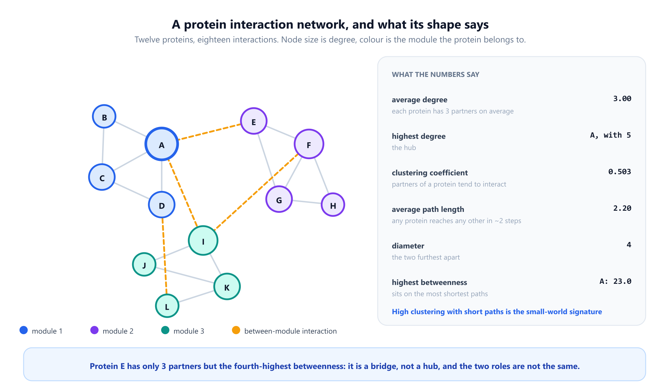 A protein interaction network of twelve proteins labelled A to L, drawn as three coloured modules joined by eighteen undirected edges. Protein A is the largest node with five partners, F and I have four each, and the rest have two or three. Side panels give the degree ranking, an average clustering coefficient of 0.503, an average path length of 2.197, a diameter of 4, and a betweenness ranking led by A at 23.0, then I at 19.8, F at 12.2 and E at 9.2. A footnote observes that protein E has only three partners but the fourth-highest betweenness, making it a bridge rather than a hub.