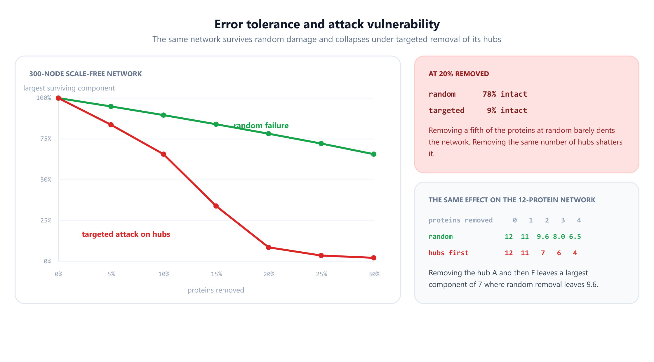 A line chart with the fraction of proteins removed from 0 to 30 percent on the horizontal axis and the size of the largest surviving component on the vertical axis, for a 300-node scale-free network. The green random-failure curve declines gently from 100 percent to about 66 percent. The red targeted-attack curve falls steeply, reaching about 9 percent at 20 percent removed and 2 percent at 30 percent. A panel states that at 20 percent removed random failure leaves 78 percent intact while targeted removal leaves 9 percent. A second panel repeats the comparison on the twelve-protein network, where removing hubs first leaves largest components of 12, 11, 7, 6 and 4 against a random average of 12, 11, 9.6, 8.0 and 6.5.