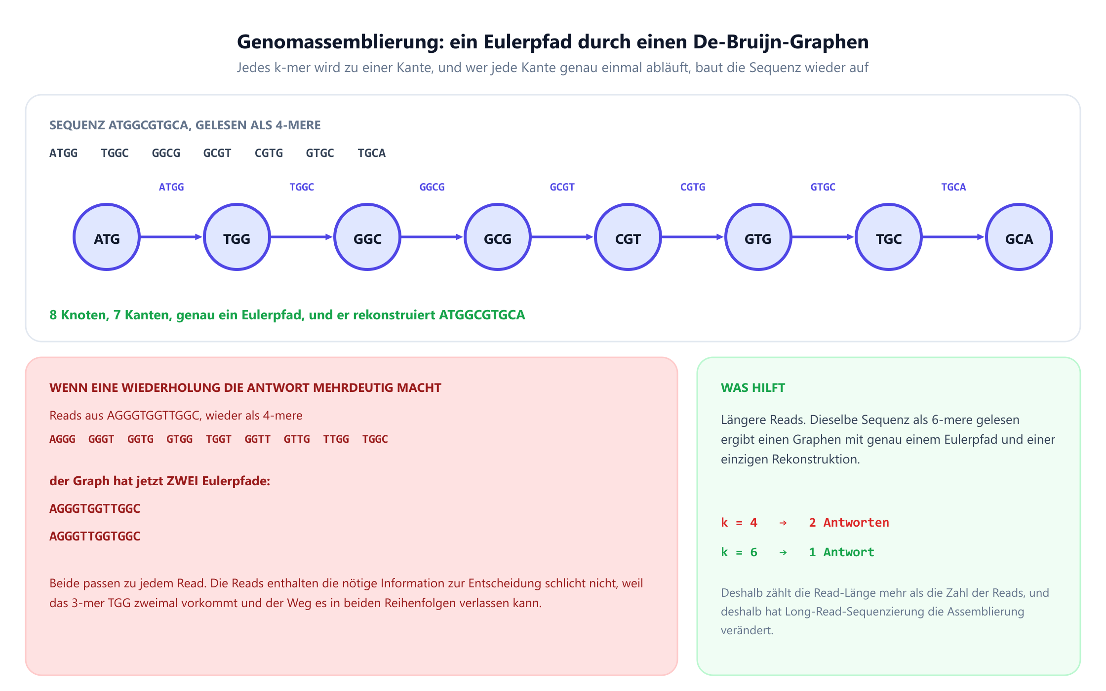 Ein De-Bruijn-Graph aus der Sequenz ATGGCGTGCA, gelesen als sieben 4-mere, mit acht Knoten und sieben Kanten und genau einem Eulerpfad, der die ursprüngliche Sequenz rekonstruiert. Darunter ein zweites Beispiel aus AGGGTGGTTGGC als neun 4-mere, dessen Graph zwei Eulerpfade hat, die AGGGTGGTTGGC und AGGGTTGGTGGC ergeben; beide passen zu jedem Read, weil das 3-mer TGG zweimal vorkommt und der Weg es in beiden Reihenfolgen verlassen kann. Ein letztes Feld zeigt, dass dieselbe Sequenz als 6-mere gelesen genau eine Rekonstruktion ergibt, also liefert k gleich 4 zwei Antworten und k gleich 6 eine.