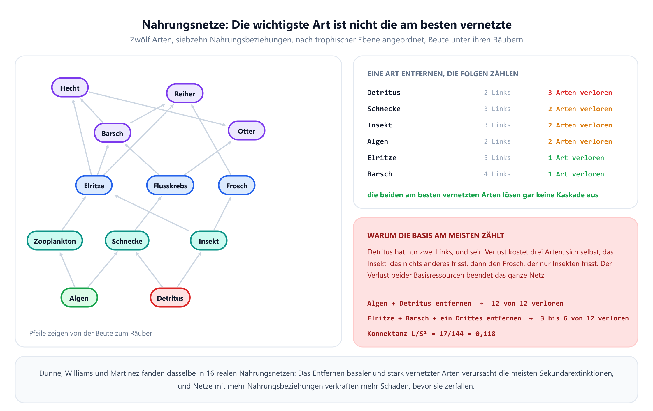 Ein Nahrungsnetz aus zwölf Arten und siebzehn Nahrungsbeziehungen, nach trophischer Ebene angeordnet, mit Algen und Detritus an der Basis, darüber Zooplankton, Schnecke und Insekt, als Nächstes Elritze, Flusskrebs und Frosch, dann Barsch und an der Spitze Reiher, Otter und Hecht. Die Pfeile zeigen von der Beute zum Räuber. Ein Feld zählt Sekundärextinktionen nach dem Entfernen einer Art: Detritus zu entfernen kostet insgesamt drei Arten, Schnecke, Insekt oder Algen je zwei, während das Entfernen der Elritze mit fünf Links oder des Reihers oder des Otters nur die Art selbst kostet. Weitere Hinweise nennen eine Konnektanz von 0,118, halten fest, dass das Entfernen der beiden am besten vernetzten Arten plus einer beliebigen dritten zwischen drei und sechs von zwölf kostet und das Entfernen beider basalen Arten alle zwölf.
