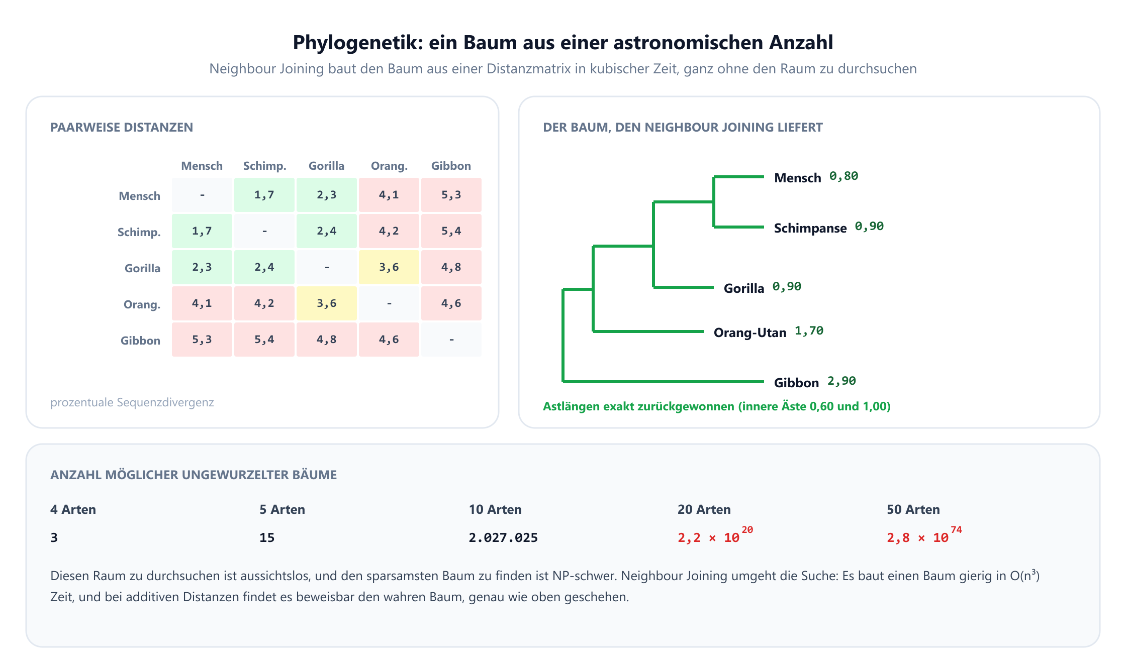 Eine paarweise Distanzmatrix der prozentualen Sequenzdivergenz für fünf Primaten: Mensch, Schimpanse, Gorilla, Orang-Utan und Gibbon. Daneben der von Neighbour Joining gelieferte Baum, der zuerst Orang-Utan mit 1,70 und Gibbon mit 2,90 verbindet, dann Mensch mit 0,80 und Schimpanse mit 0,90, dann Gorilla mit 0,90 mit der Gruppe aus Orang-Utan und Gibbon bei 1,00, wobei jede Astlänge exakt zurückgewonnen wird. Ein drittes Feld zählt die ungewurzelten Bäume auf n Arten: 3 für vier Arten, 15 für fünf, etwa 2 Millionen für zehn, 2,2 mal zehn hoch zwanzig für zwanzig und 2,8 mal zehn hoch vierundsiebzig für fünfzig, und hält fest, dass das Finden des sparsamsten Baums NP-schwer ist, während Neighbour Joining in kubischer Zeit läuft.