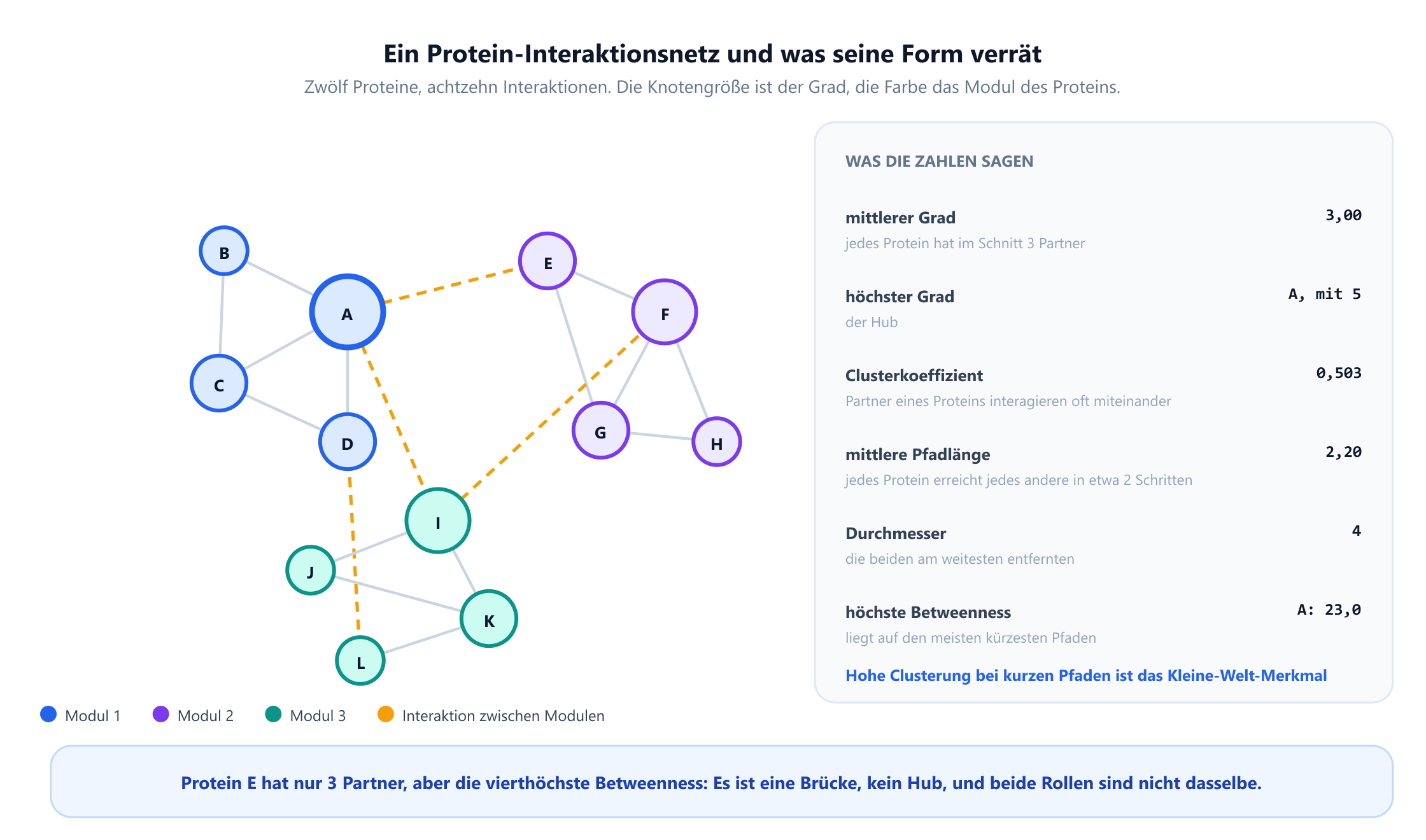 Ein Protein-Interaktionsnetz aus zwölf Proteinen mit den Bezeichnungen A bis L, gezeichnet als drei farbige Module, die durch achtzehn ungerichtete Kanten verbunden sind. Protein A ist der größte Knoten mit fünf Partnern, F und I haben je vier, die übrigen zwei oder drei. Seitenfelder zeigen die Gradreihenfolge, einen mittleren Clusterkoeffizienten von 0,503, eine mittlere Pfadlänge von 2,197, einen Durchmesser von 4 und eine Betweenness-Rangfolge, angeführt von A mit 23,0, dann I mit 19,8, F mit 12,2 und E mit 9,2. Eine Fußnote hält fest, dass Protein E nur drei Partner, aber die vierthöchste Betweenness hat und damit eher eine Brücke als ein Hub ist.