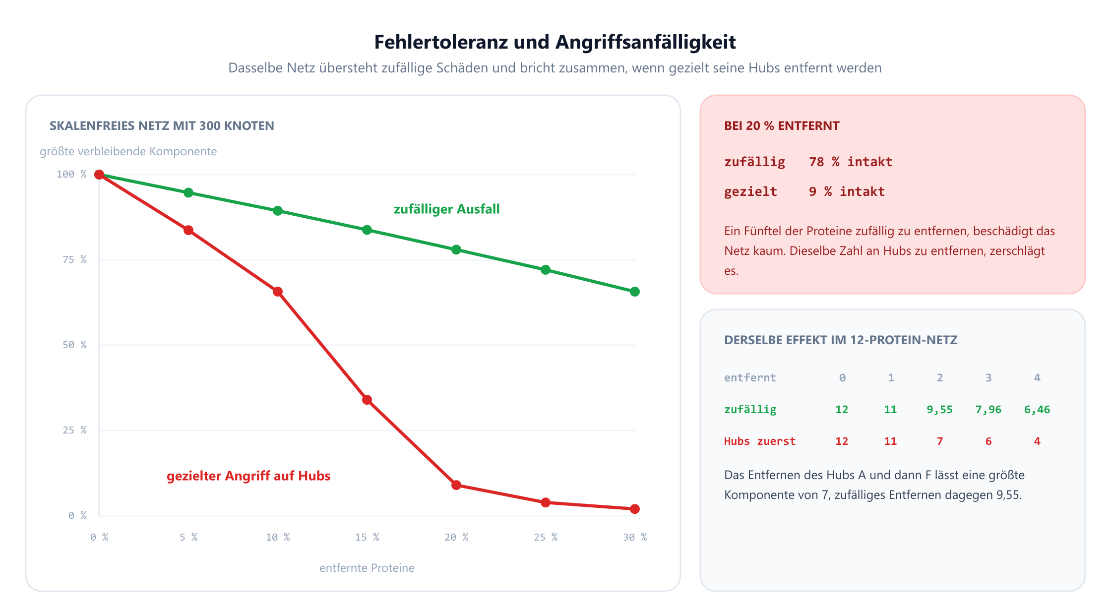 Ein Liniendiagramm mit dem Anteil entfernter Proteine von 0 bis 30 Prozent auf der waagerechten Achse und der Größe der größten verbleibenden Komponente auf der senkrechten Achse, für ein skalenfreies Netz mit 300 Knoten. Die grüne Kurve für zufälligen Ausfall fällt sanft von 100 Prozent auf etwa 66 Prozent. Die rote Kurve für den gezielten Angriff stürzt steil ab und erreicht etwa 9 Prozent bei 20 Prozent Entfernung und 2 Prozent bei 30 Prozent. Ein Feld hält fest, dass bei 20 Prozent Entfernung zufälliger Ausfall 78 Prozent intakt lässt, gezielte Entfernung dagegen 9 Prozent. Ein zweites Feld wiederholt den Vergleich am 12-Protein-Netz, wo das Entfernen der Hubs zuerst größte Komponenten von 12, 11, 7, 6 und 4 übrig lässt, gegenüber einem Zufallsmittel von 12, 11, 9,55, 7,96 und 6,46.