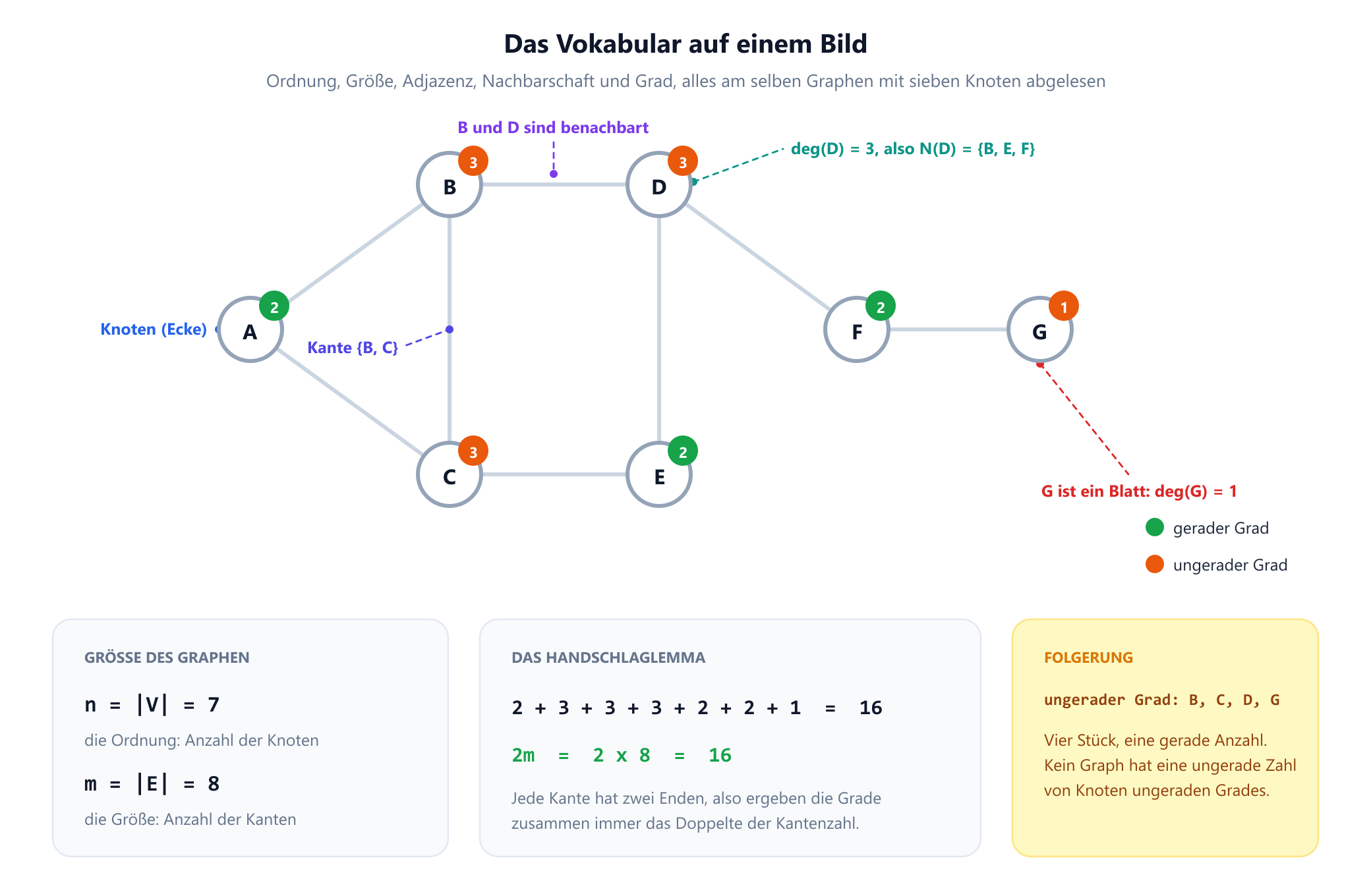 Ein Graph mit sieben Knoten, beschriftet mit A bis G, und acht Kanten. Jeder Knoten trägt ein farbiges Abzeichen mit seinem Grad: A hat 2, B hat 3, C hat 3, D hat 3, E hat 2, F hat 2 und G hat 1. Grüne Abzeichen markieren gerade Grade, orangefarbene ungerade Grade. Hinweise bezeichnen einen Knoten, die Kante B C, die Tatsache, dass B und D benachbart sind, die Nachbarschaft von D und G als Blatt. Felder darunter nennen die Ordnung n gleich 7 und die Größe m gleich 8, die Gradsumme 2 plus 3 plus 3 plus 3 plus 2 plus 2 plus 1 gleich 16, also das Doppelte der Kantenzahl, und die Folgerung, dass die vier Knoten mit ungeradem Grad eine gerade Anzahl bilden.