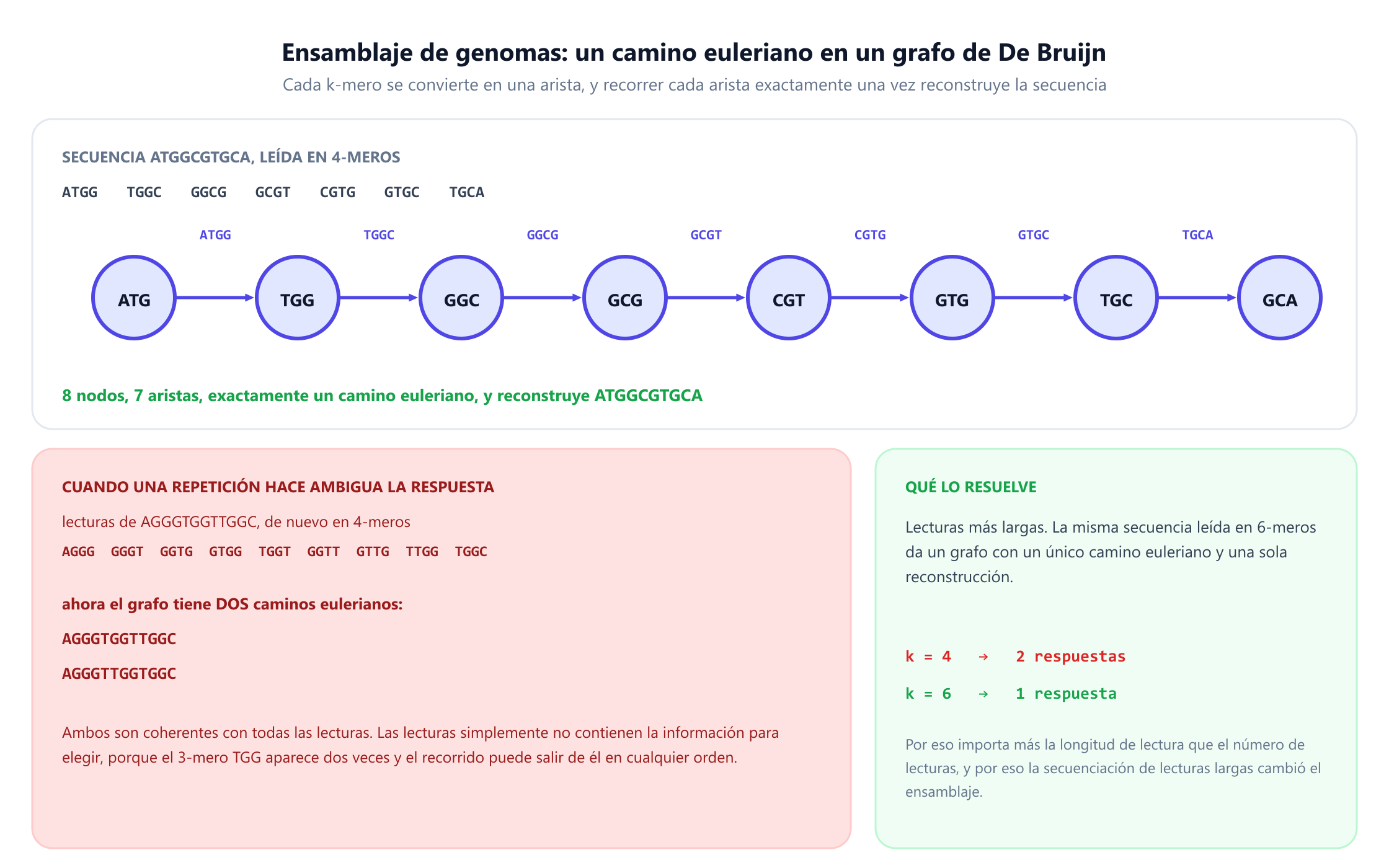 Un grafo de De Bruijn construido a partir de la secuencia ATGGCGTGCA leída como siete 4-meros, con ocho nodos y siete aristas y exactamente un camino euleriano que reconstruye la secuencia original. Debajo, un segundo ejemplo construido a partir de AGGGTGGTTGGC como nueve 4-meros produce un grafo con dos caminos eulerianos, que forman AGGGTGGTTGGC y AGGGTTGGTGGC, ambos coherentes con todas las lecturas porque el 3-mero TGG aparece dos veces y el recorrido puede salir de él en cualquier orden. Un panel final muestra que leer la misma secuencia en 6-meros da exactamente una reconstrucción, así que k igual a 4 da dos respuestas y k igual a 6 da una.