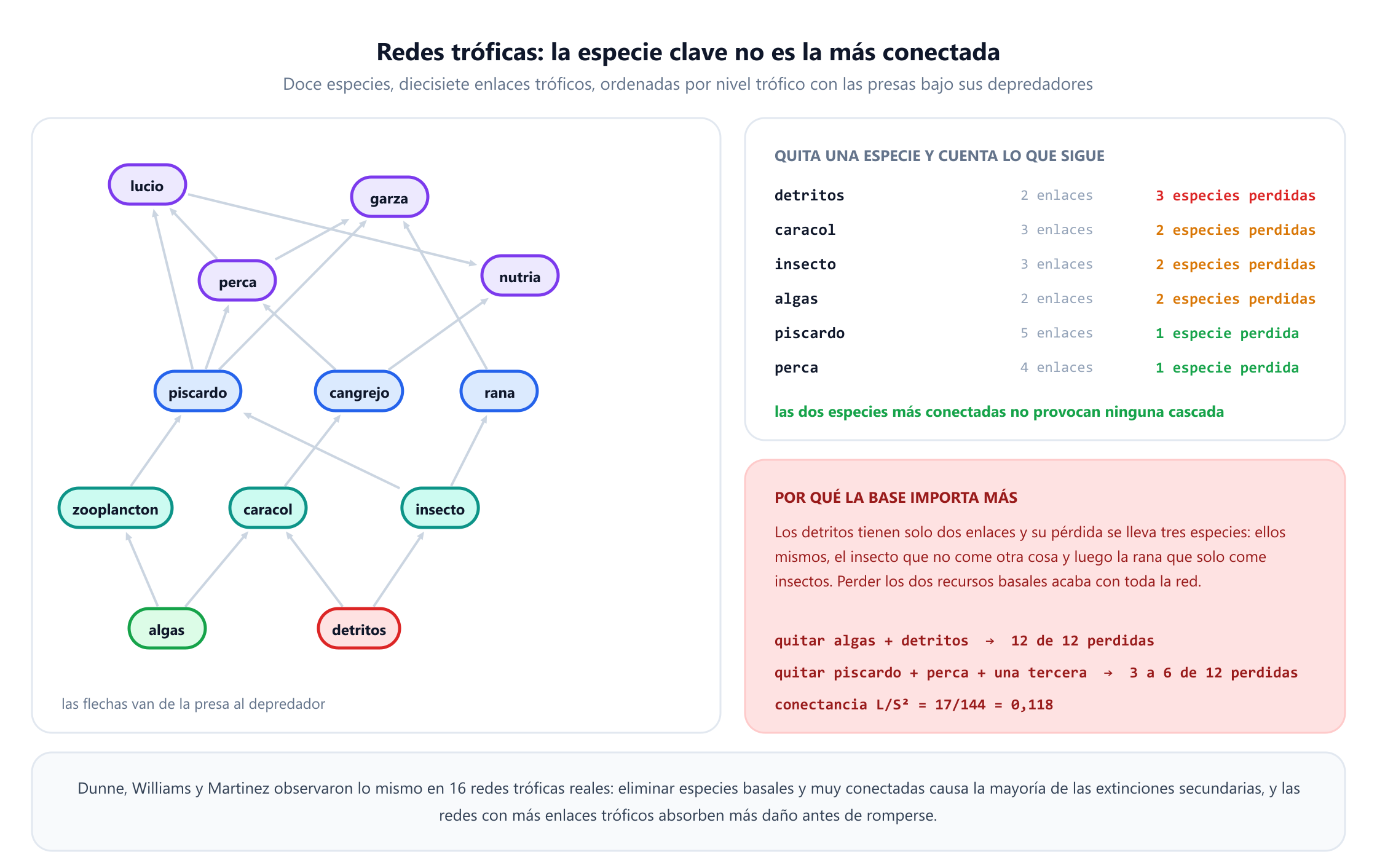 Una red trófica de doce especies y diecisiete enlaces tróficos ordenada por nivel trófico, con algas y detritos en la base, zooplancton, caracol e insecto encima, luego piscardo, cangrejo de río y rana, después perca, y garza, nutria y lucio en la cima. Las flechas van de la presa al depredador. Un panel cuenta las extinciones secundarias tras eliminar una especie: eliminar los detritos cuesta tres especies en total, eliminar el caracol, el insecto o las algas cuesta dos cada uno, mientras que eliminar el piscardo, que tiene cinco enlaces, o la garza o la nutria solo cuesta la propia especie. Otras notas dan una conectancia de 0,118, indican que eliminar las dos especies más conectadas más una tercera cualquiera hace perder entre tres y seis de doce y que eliminar las dos especies basales hace perder las doce.