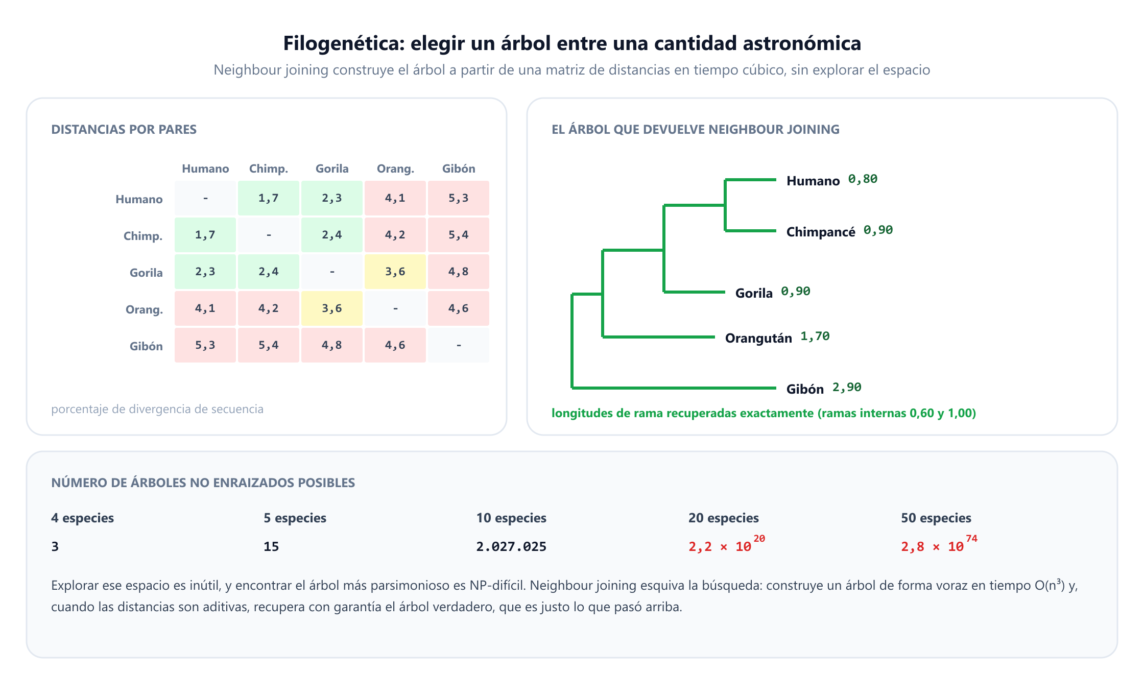 Una matriz de distancias por pares con el porcentaje de divergencia de secuencia de cinco primates: humano, chimpancé, gorila, orangután y gibón. Al lado, el árbol que devuelve neighbour joining, que primero une el orangután con 1,70 y el gibón con 2,90, luego el humano con 0,80 y el chimpancé con 0,90, y después el gorila con 0,90 al grupo del orangután y el gibón con 1,00, recuperando exactamente cada longitud de rama. Un tercer panel cuenta los árboles no enraizados sobre n especies: 3 para cuatro especies, 15 para cinco, unos 2 millones para diez, 2,2 por diez elevado a veinte para veinte y 2,8 por diez elevado a setenta y cuatro para cincuenta, y señala que encontrar el árbol más parsimonioso es NP-difícil, mientras que neighbour joining se ejecuta en tiempo cúbico.