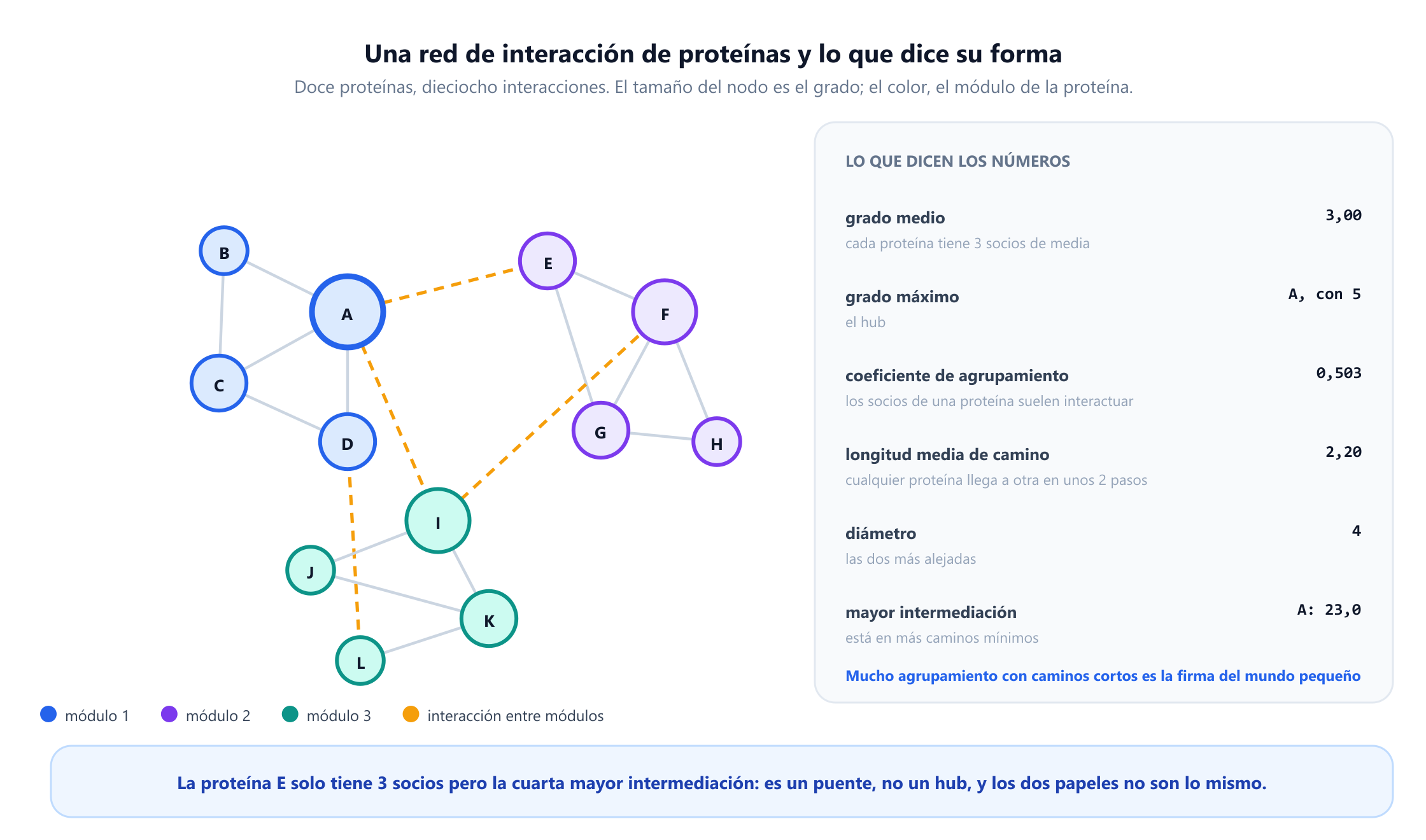 Una red de interacción de doce proteínas etiquetadas de la A a la L, dibujada como tres módulos de colores unidos por dieciocho aristas no dirigidas. La proteína A es el nodo más grande, con cinco socios; F e I tienen cuatro cada una y el resto dos o tres. Los paneles laterales dan la clasificación por grado, un coeficiente de agrupamiento medio de 0,503, una longitud media de camino de 2,197, un diámetro de 4 y una clasificación por intermediación encabezada por A con 23,0, seguida de I con 19,8, F con 12,2 y E con 9,2. Una nota observa que la proteína E solo tiene tres socios pero la cuarta mayor intermediación, lo que la convierte en un puente más que en un hub.