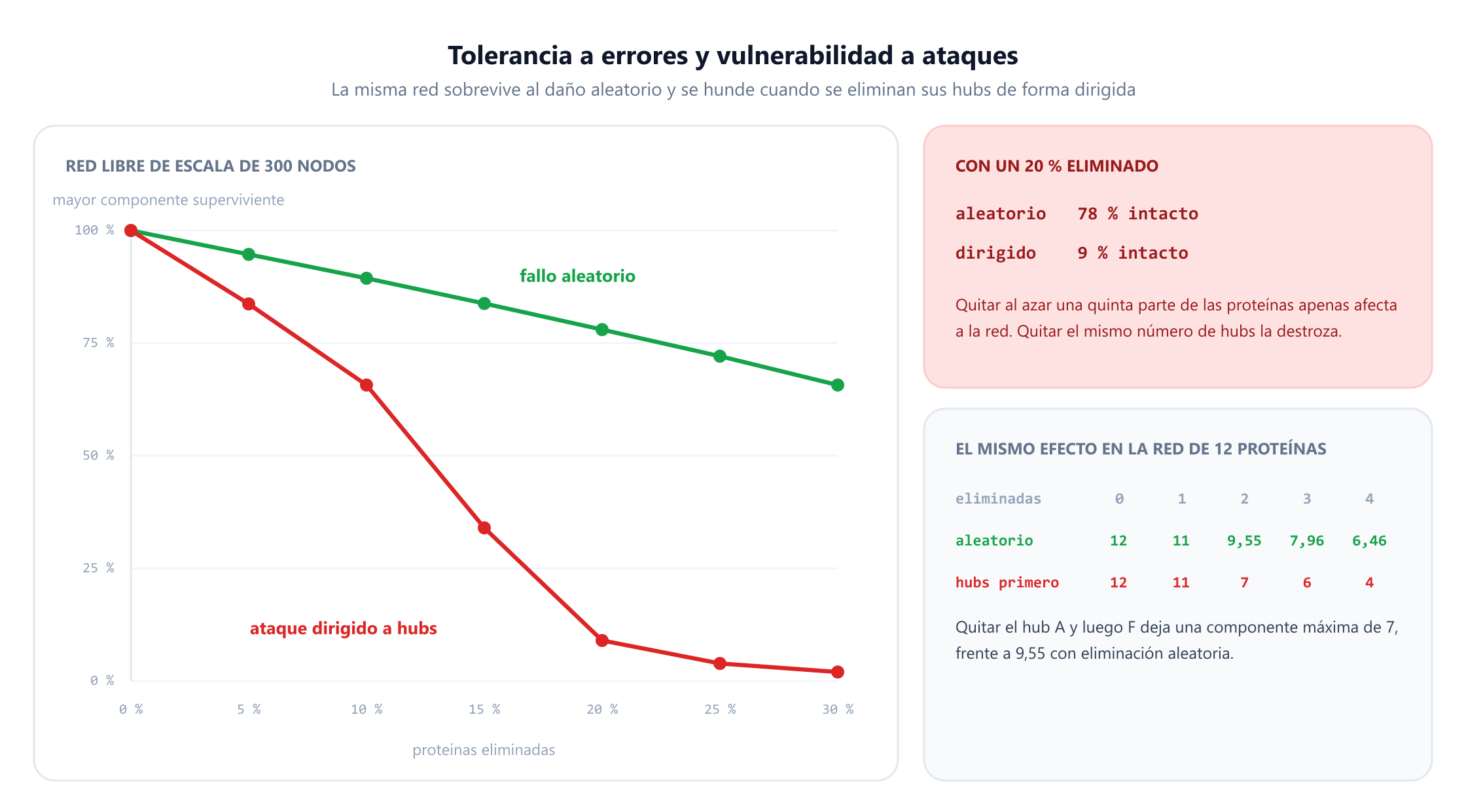 Un gráfico de líneas con la fracción de proteínas eliminadas del 0 al 30 por ciento en el eje horizontal y el tamaño de la mayor componente superviviente en el vertical, para una red libre de escala de 300 nodos. La curva verde del fallo aleatorio desciende suavemente del 100 por ciento a cerca del 66 por ciento. La curva roja del ataque dirigido cae en picado, hasta cerca del 9 por ciento con el 20 por ciento eliminado y el 2 por ciento con el 30 por ciento. Un panel indica que con el 20 por ciento eliminado el fallo aleatorio deja el 78 por ciento intacto y la eliminación dirigida el 9 por ciento. Un segundo panel repite la comparación en la red de doce proteínas, donde eliminar primero los hubs deja componentes máximas de 12, 11, 7, 6 y 4, frente a una media aleatoria de 12, 11, 9,55, 7,96 y 6,46.