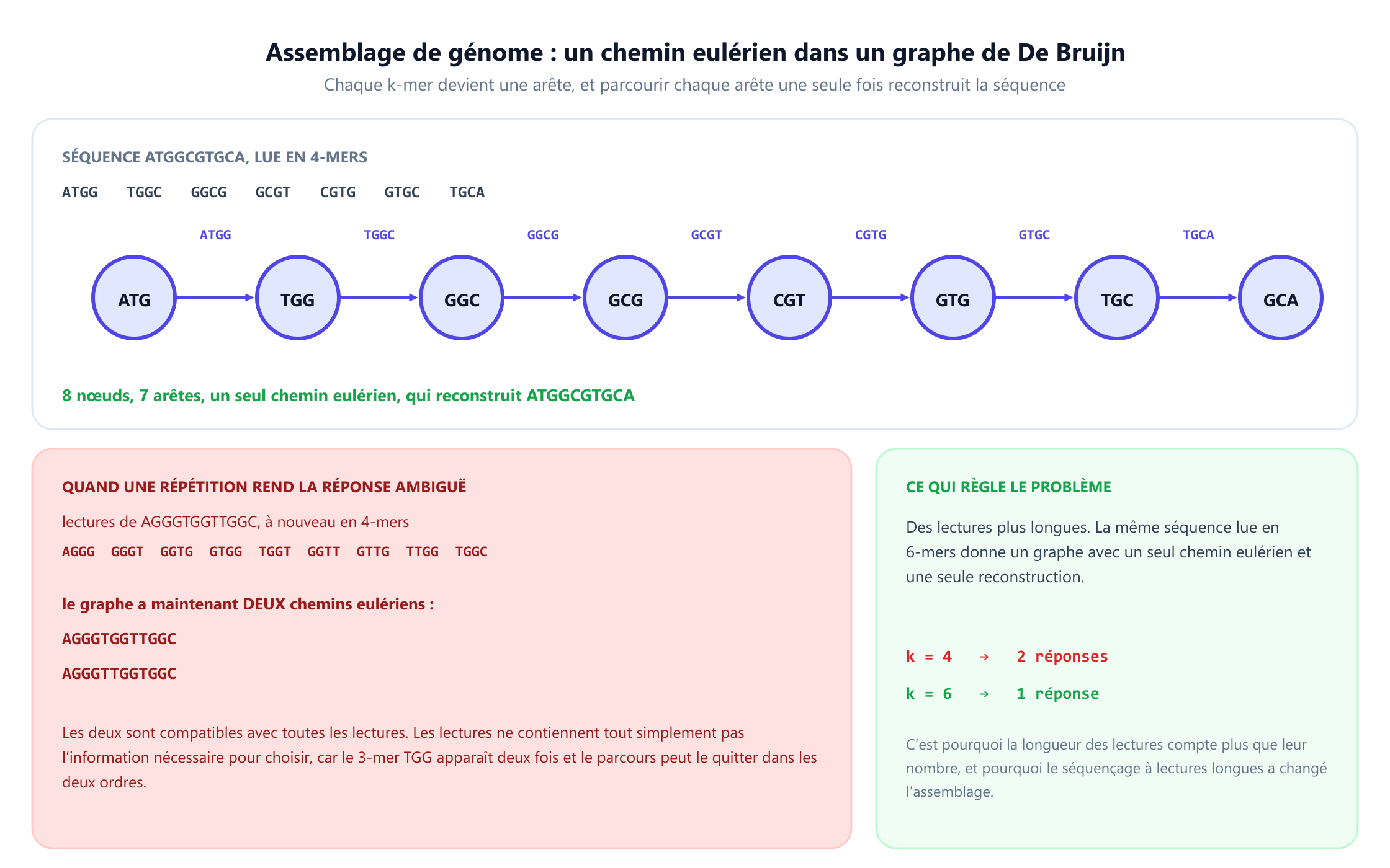 Un graphe de De Bruijn construit à partir de la séquence ATGGCGTGCA lue en sept 4-mers, avec huit nœuds, sept arêtes et exactement un chemin eulérien qui reconstruit la séquence d'origine. En dessous, un second exemple construit à partir d'AGGGTGGTTGGC en neuf 4-mers produit un graphe à deux chemins eulériens, qui donnent AGGGTGGTTGGC et AGGGTTGGTGGC, tous deux compatibles avec chaque lecture car le 3-mer TGG apparaît deux fois et le parcours peut le quitter dans les deux ordres. Un dernier panneau montre que lire la même séquence en 6-mers donne exactement une reconstruction, donc k égal à 4 donne deux réponses et k égal à 6 en donne une.