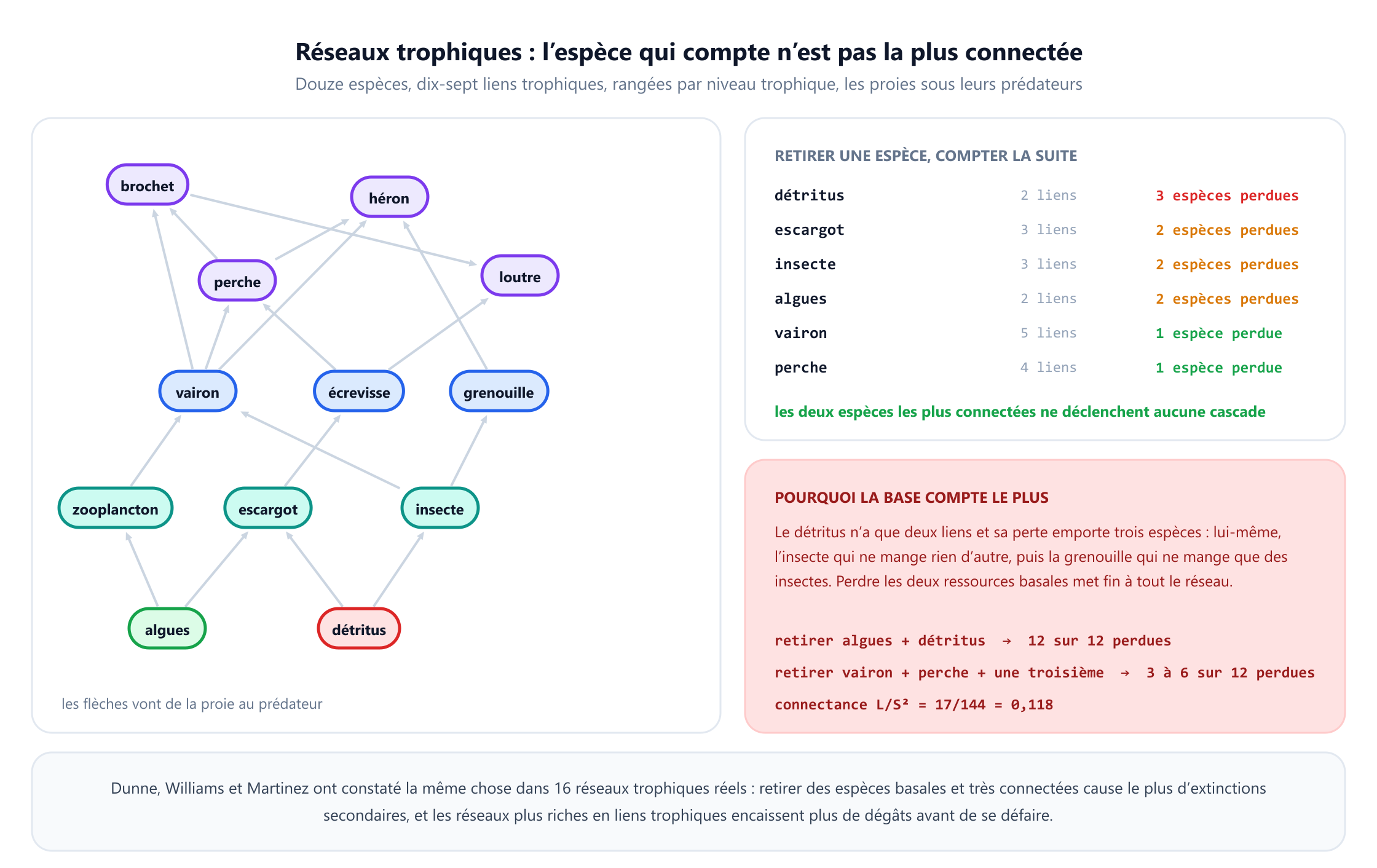 Un réseau trophique de douze espèces et dix-sept liens trophiques rangé par niveau trophique, avec les algues et les détritus à la base, le zooplancton, l'escargot et l'insecte au-dessus, puis le vairon, l'écrevisse et la grenouille, ensuite la perche, et le héron, la loutre et le brochet au sommet. Les flèches vont de la proie au prédateur. Un panneau compte les extinctions secondaires après le retrait d'une espèce : retirer les détritus coûte trois espèces au total, retirer l'escargot, l'insecte ou les algues en coûte deux chacun, tandis que retirer le vairon, qui a cinq liens, ou le héron ou la loutre ne coûte que l'espèce elle-même. D'autres notes donnent une connectance de 0,118, indiquent que retirer les deux espèces les plus connectées plus une troisième quelconque en fait perdre entre trois et six sur douze, et que retirer les deux espèces basales les fait toutes perdre.