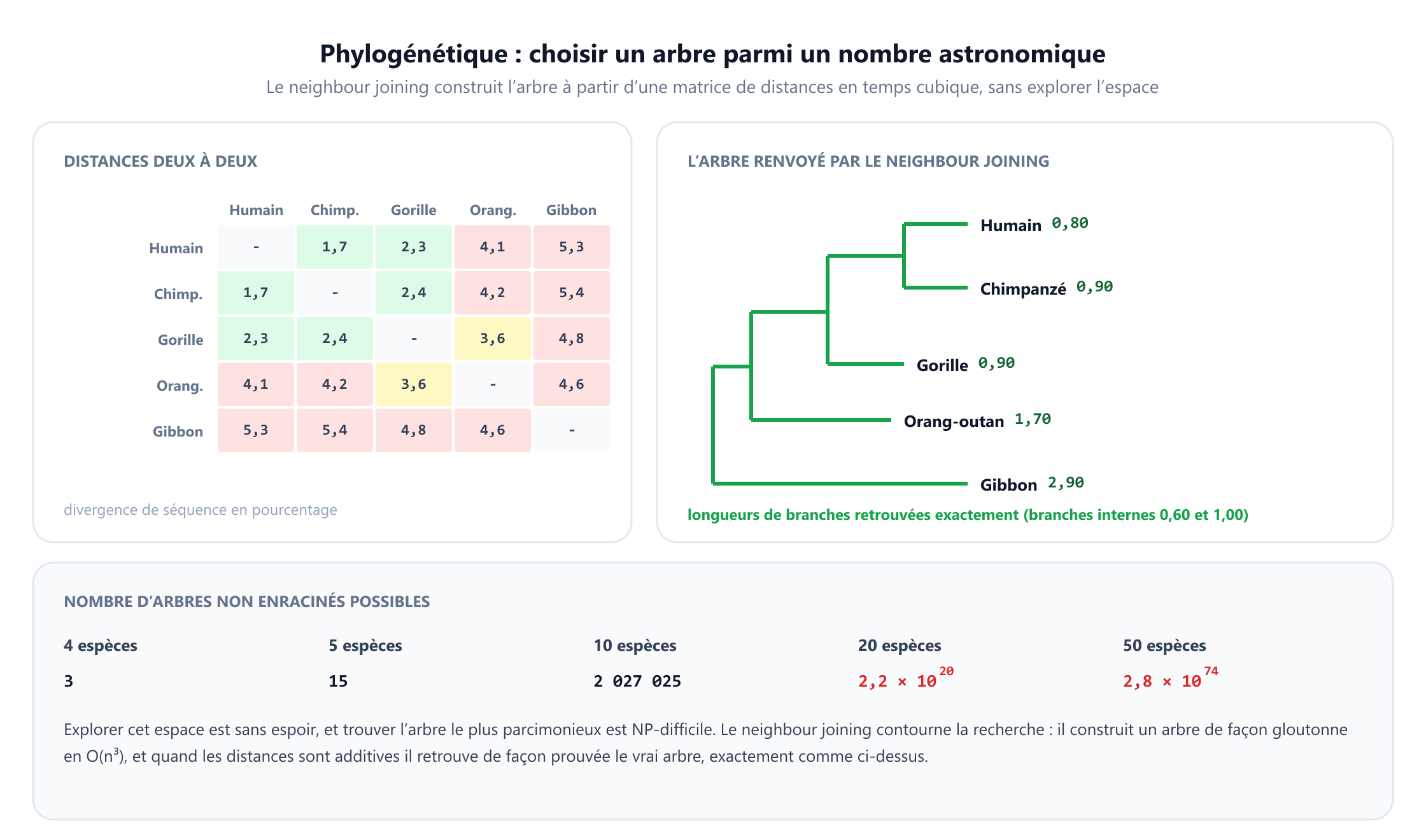 Une matrice de distances deux à deux de la divergence de séquence en pourcentage pour cinq primates : humain, chimpanzé, gorille, orang-outan et gibbon. À côté, l'arbre renvoyé par le neighbour joining, qui joint d'abord l'orang-outan à 1,70 et le gibbon à 2,90, puis l'humain à 0,80 et le chimpanzé à 0,90, puis le gorille à 0,90 au groupe orang-outan et gibbon à 1,00, retrouvant exactement chaque longueur de branche. Un troisième panneau compte les arbres non enracinés sur n espèces : 3 pour quatre espèces, 15 pour cinq, environ 2 millions pour dix, 2,2 fois dix puissance vingt pour vingt et 2,8 fois dix puissance soixante-quatorze pour cinquante, et note que trouver l'arbre le plus parcimonieux est NP-difficile alors que le neighbour joining tourne en temps cubique.