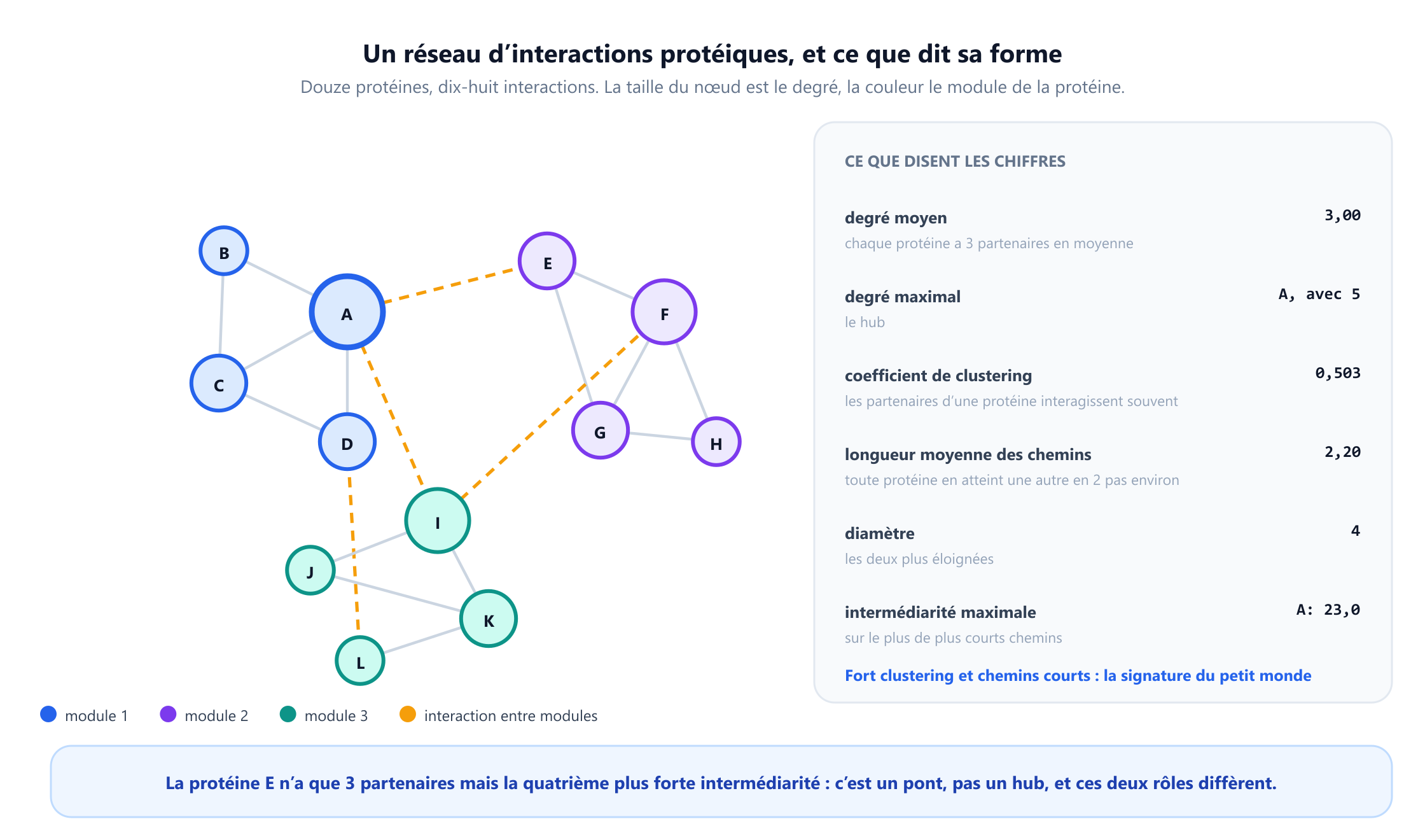 Un réseau d'interactions de douze protéines étiquetées de A à L, dessiné en trois modules colorés reliés par dix-huit arêtes non orientées. La protéine A est le plus gros nœud avec cinq partenaires, F et I en ont quatre chacune, les autres deux ou trois. Des panneaux latéraux donnent le classement par degré, un coefficient de clustering moyen de 0,503, une longueur moyenne des chemins de 2,197, un diamètre de 4 et un classement par intermédiarité mené par A à 23,0, puis I à 19,8, F à 12,2 et E à 9,2. Une note souligne que la protéine E n'a que trois partenaires mais la quatrième plus forte intermédiarité, ce qui en fait un pont plutôt qu'un hub.