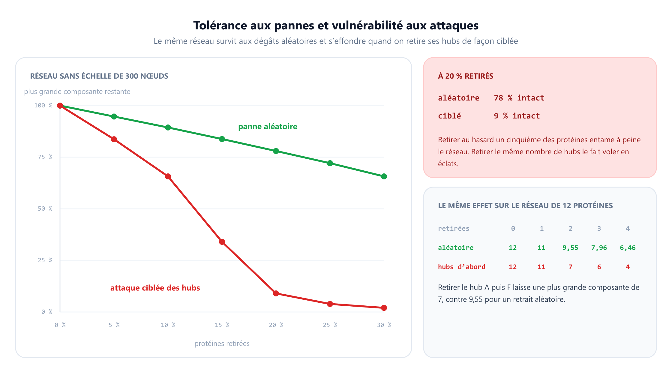 Un graphique en courbes avec la part de protéines retirées de 0 à 30 pour cent sur l'axe horizontal et la taille de la plus grande composante restante sur l'axe vertical, pour un réseau sans échelle de 300 nœuds. La courbe verte de la panne aléatoire descend doucement de 100 pour cent à environ 66 pour cent. La courbe rouge de l'attaque ciblée chute brutalement, à environ 9 pour cent pour 20 pour cent retirés et 2 pour cent pour 30 pour cent. Un panneau indique qu'à 20 pour cent retirés la panne aléatoire laisse 78 pour cent intact alors que le retrait ciblé en laisse 9 pour cent. Un second panneau reprend la comparaison sur le réseau de douze protéines, où retirer les hubs en premier laisse des plus grandes composantes de 12, 11, 7, 6 et 4, contre une moyenne aléatoire de 12, 11, 9,55, 7,96 et 6,46.