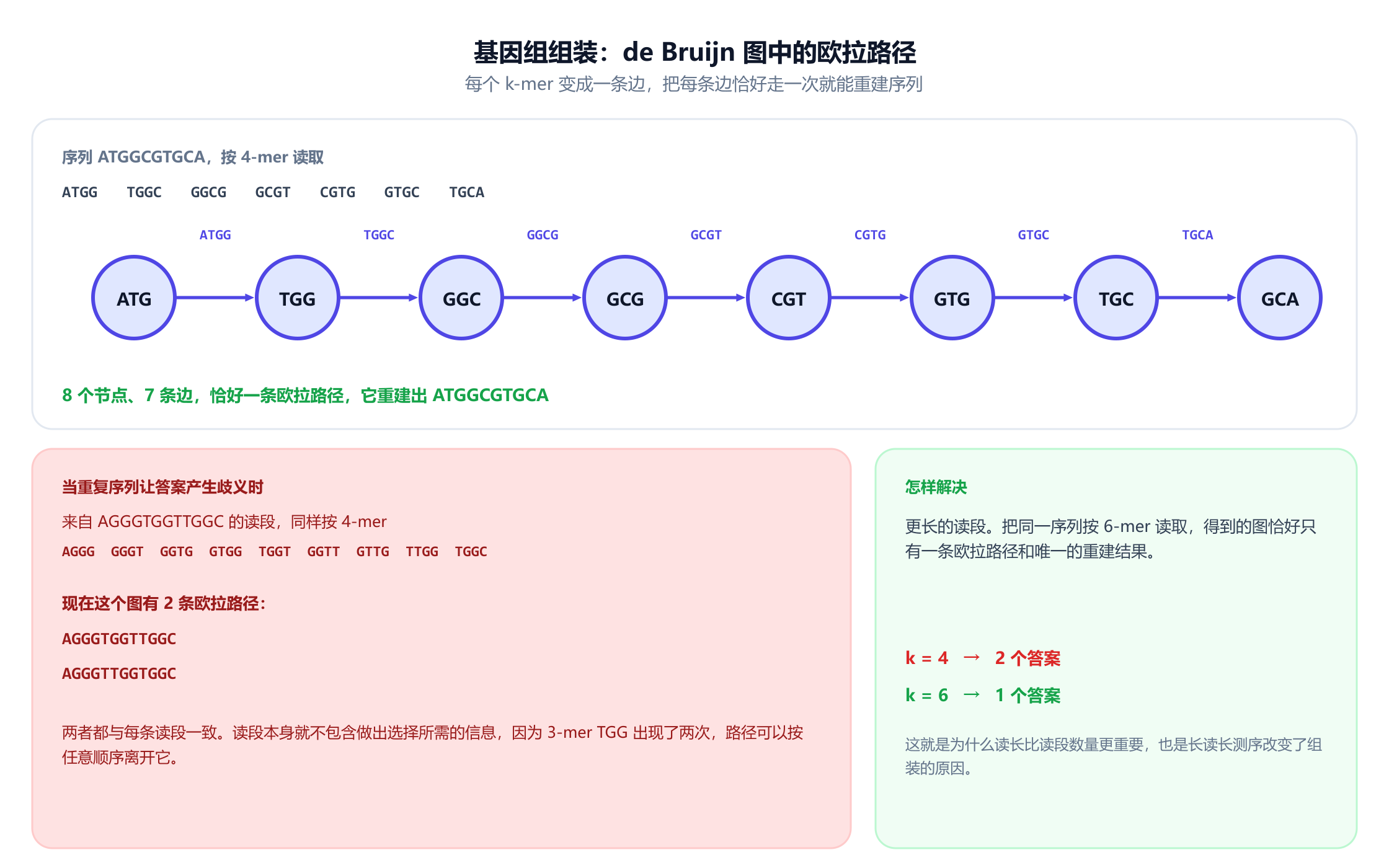 由序列 ATGGCGTGCA 按七个 4-mer 读取所建的 de Bruijn 图，有八个节点和七条边，恰好一条欧拉路径，重建出原始序列。下方是第二个例子，由 AGGGTGGTTGGC 按九个 4-mer 构建，得到的图有两条欧拉路径，分别拼出 AGGGTGGTTGGC 和 AGGGTTGGTGGC，两者都与每条读段一致，因为 3-mer TGG 出现了两次，路径可以按任意顺序离开它。最后一个面板显示，按 6-mer 读取同一序列只得到一个重建结果，所以 k 等于 4 时有两个答案，k 等于 6 时只有一个。