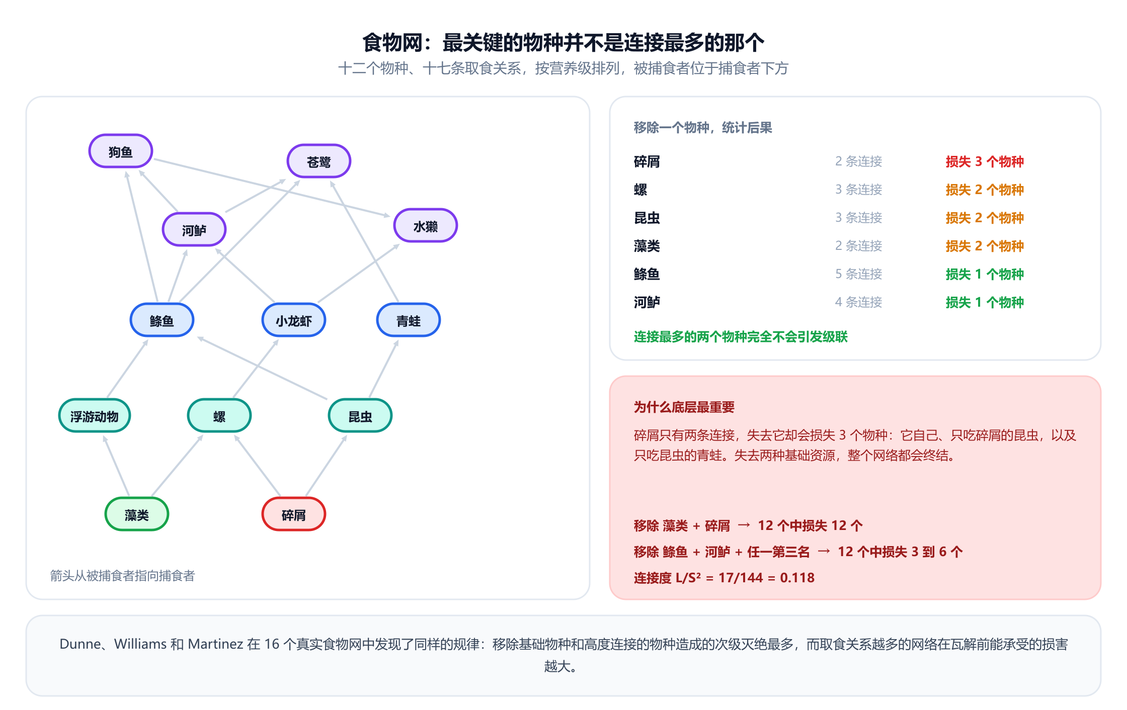 一个由十二个物种和十七条取食关系组成、按营养级排列的食物网：底层是藻类和碎屑，其上是浮游动物、螺和昆虫，再往上是鲦鱼、小龙虾和青蛙，然后是河鲈，顶层是苍鹭、水獭和狗鱼。箭头从被捕食者指向捕食者。一个面板统计移除一个物种后的次级灭绝：移除碎屑总共损失三个物种，移除螺、昆虫或藻类各损失两个，而移除有五条连接的鲦鱼，或移除苍鹭、水獭，都只损失它自己。其他注释给出连接度 0.118，并指出移除连接最多的两个物种再加上任意第三个，会损失十二个中的三到六个，移除两种基础物种则会损失全部十二个。