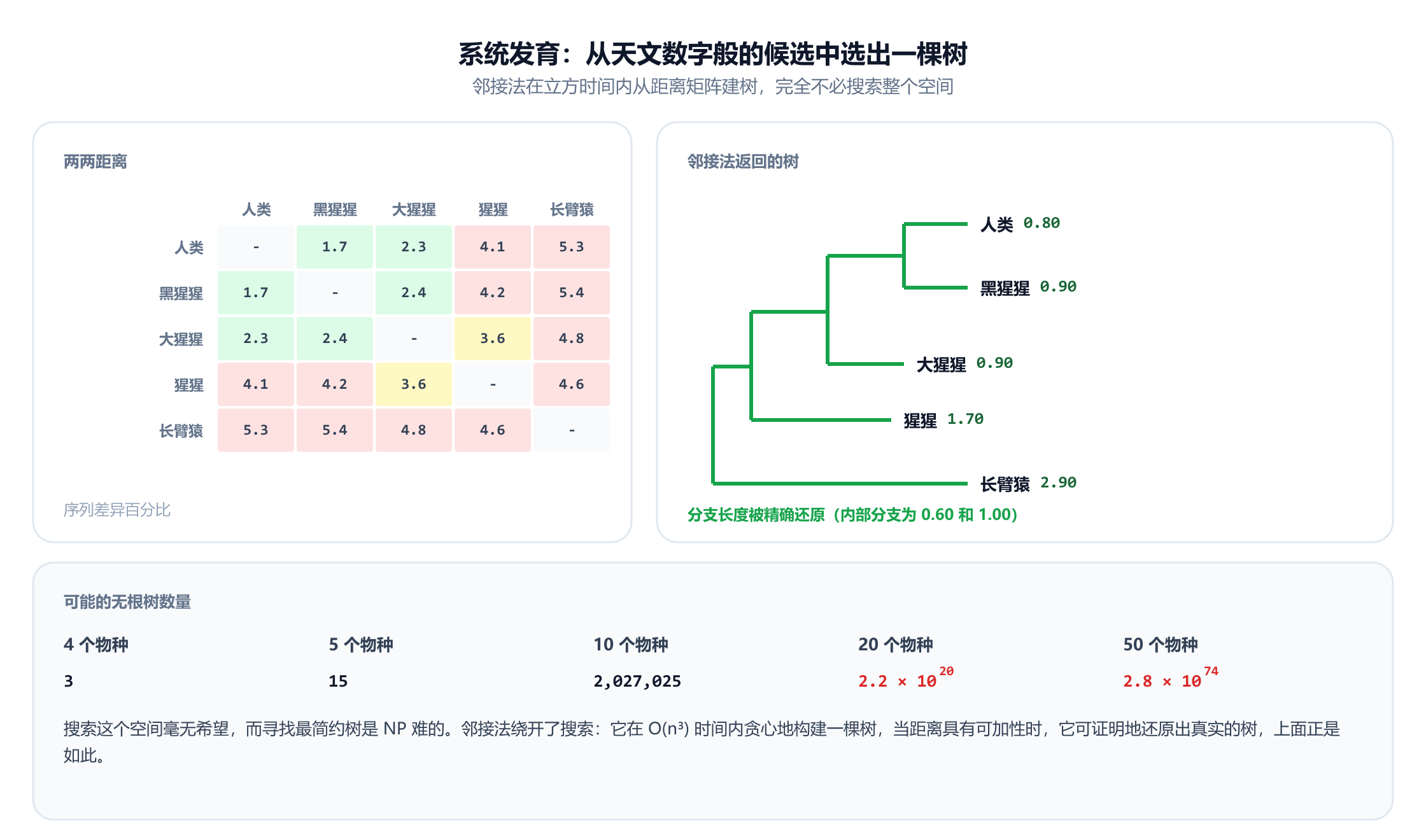 五种灵长类动物的两两距离矩阵，数值为序列差异百分比：人类、黑猩猩、大猩猩、猩猩和长臂猿。旁边是邻接法返回的树：先把猩猩（1.70）与长臂猿（2.90）连接，再把人类（0.80）与黑猩猩（0.90）连接，然后把大猩猩（0.90）与猩猩和长臂猿组（1.00）连接，每个分支长度都被精确还原。第三个面板统计 n 个物种上的无根树数量：四个物种 3 棵，五个 15 棵，十个约 200 万棵，二十个为 2.2 乘以十的二十次方，五十个为 2.8 乘以十的七十四次方，并指出寻找最简约树是 NP 难的，而邻接法在立方时间内完成。
