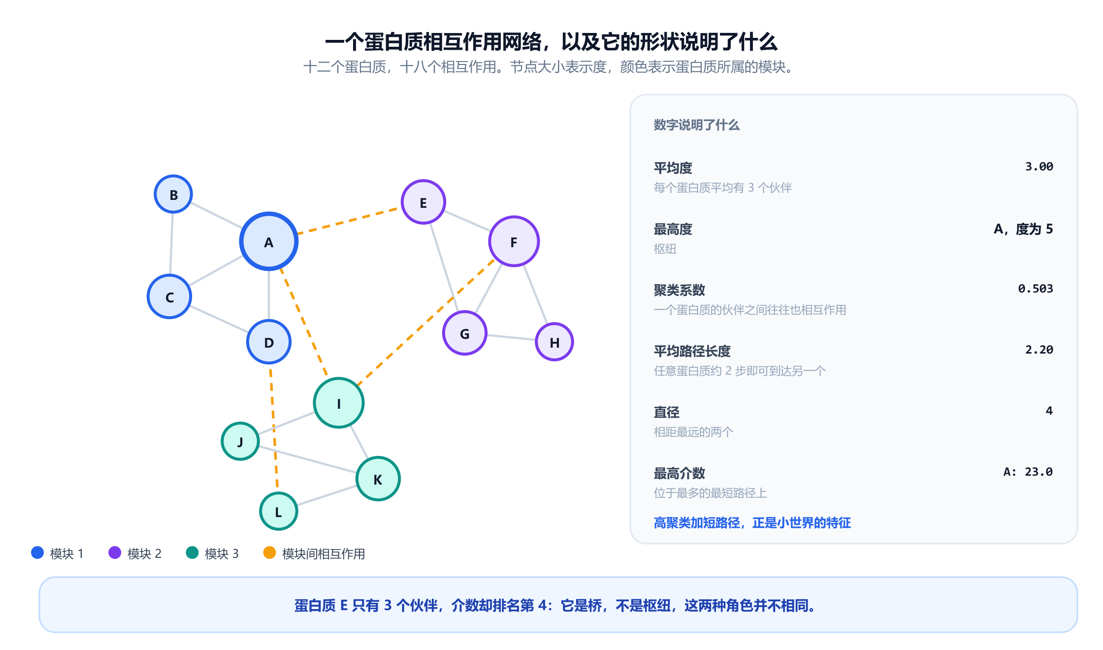 一个由标记为 A 到 L 的十二个蛋白质组成的相互作用网络，画成三个彩色模块，由十八条无向边相连。蛋白质 A 是最大的节点，有五个伙伴，F 和 I 各有四个，其余有两个或三个。侧面板给出度的排名、0.503 的平均聚类系数、2.197 的平均路径长度、4 的直径，以及介数排名：A 为 23.0，其次 I 为 19.8，F 为 12.2，E 为 9.2。脚注指出，蛋白质 E 只有三个伙伴，介数却排名第四，因此它是桥而不是枢纽。