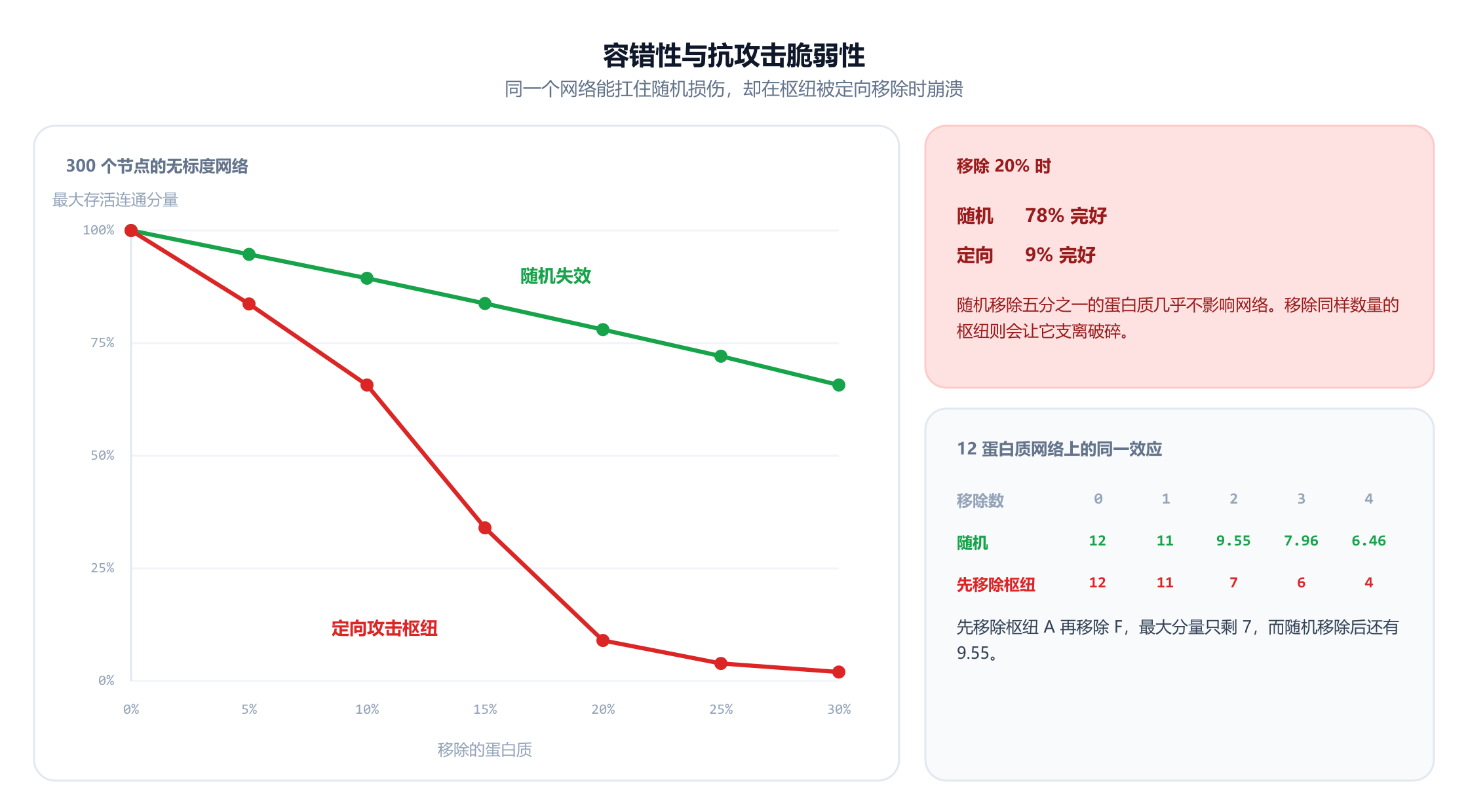 一张折线图，横轴是被移除蛋白质的比例，从 0 到 30%，纵轴是最大存活连通分量的大小，对象是一个 300 个节点的无标度网络。绿色的随机失效曲线从 100% 平缓下降到约 66%。红色的定向攻击曲线急剧下跌，移除 20% 时降到约 9%，移除 30% 时降到 2%。一个面板指出，移除 20% 时，随机失效保留 78% 完好，而定向移除只剩 9%。第二个面板在十二蛋白质网络上重复这一比较：先移除枢纽时，最大分量依次为 12、11、7、6 和 4，而随机移除的平均值为 12、11、9.55、7.96 和 6.46。